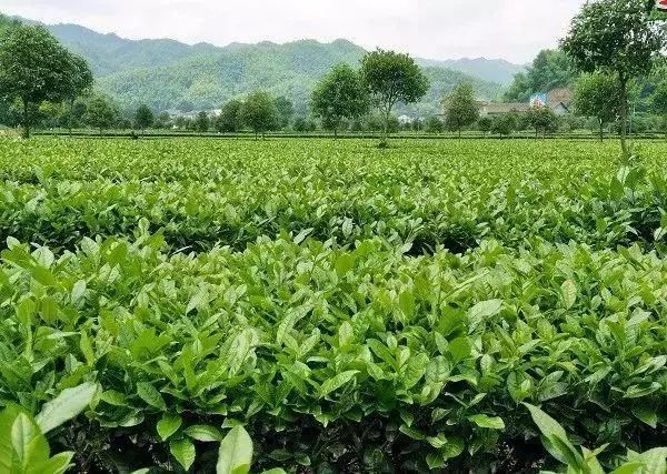 【產(chǎn)業(yè)立市　桃源在行動(dòng)】喜訊！桃源這2家富硒企業(yè)入選2019湖南省級(jí)工業(yè)旅游示范點(diǎn)