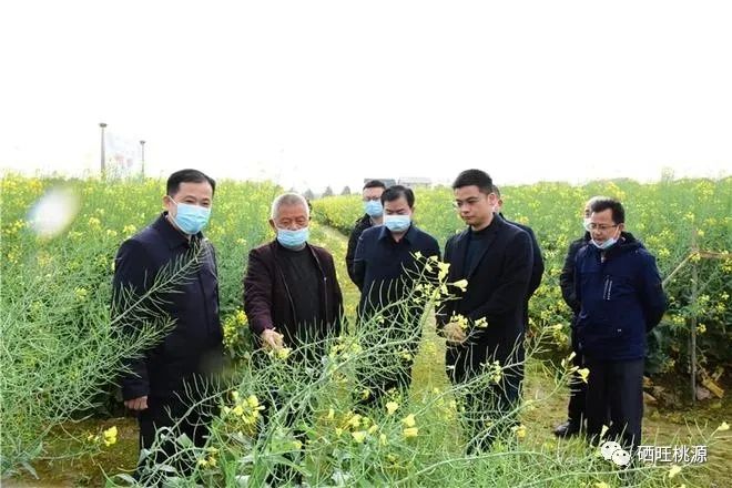 縣人大常委會主任江志暉帶隊調研富硒油茶、油菜高產(chǎn)技術